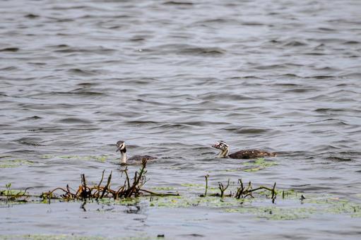 Photo, bird, great crested grebe, wild bird, 