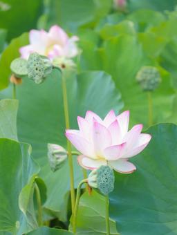 蓮(ハス) 蓮(ハス) 蓮,ハス,大輪の写真素材