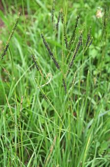 アメリカスズメノヒエ アメリカスズメノヒエ,亜米利加雀の稗,オニスズメノヒエの写真素材