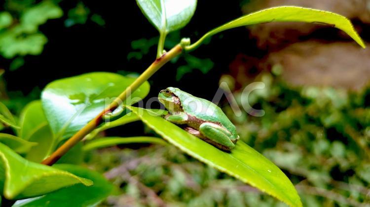 葉に乗ったカエル カエル,生き物,アマガエルの写真素材