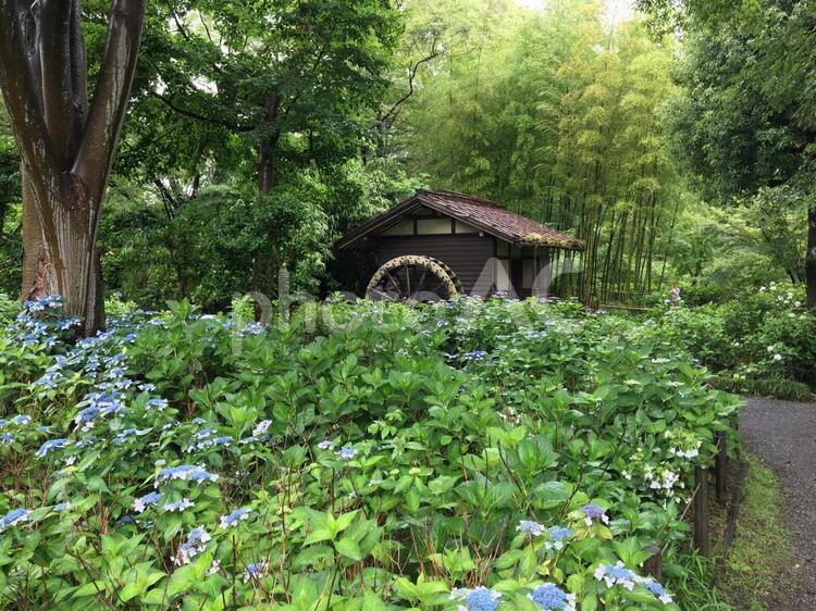竹林と水車小屋と紫陽花 水車小屋,水車小屋と紫陽花,あじさいと水車小屋の写真素材