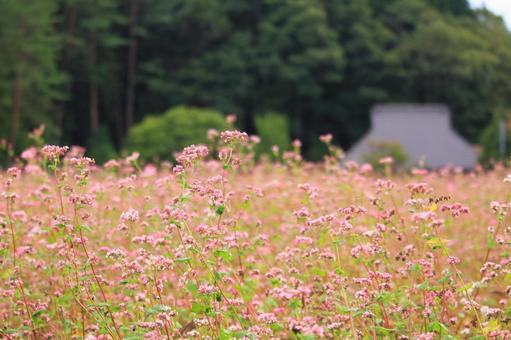 赤そばの花畑 赤そばの花畑,赤そば,花の写真素材