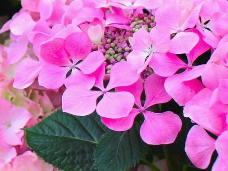 日本の花 日本の花 アジサイ,紫陽花,ガクアジサイの写真素材