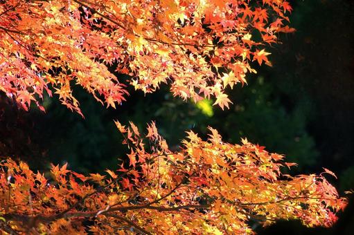 もみじの紅葉ライトアップ もみじの紅葉ライトアップ もみじ,秋,紅葉の写真素材