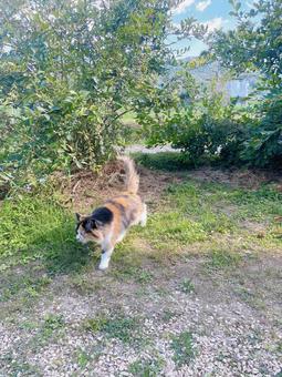 庭で過ごすネコ ネコ,猫,長毛の写真素材