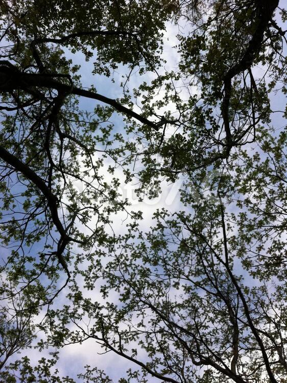 森林の中で 木,森林,空の写真素材