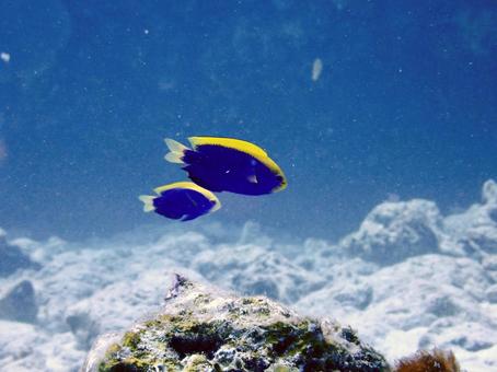 セナキルリスズメダイ セナキルリスズメダイ 魚,熱帯魚,海の写真素材