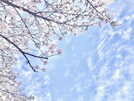 桜 桜の写真