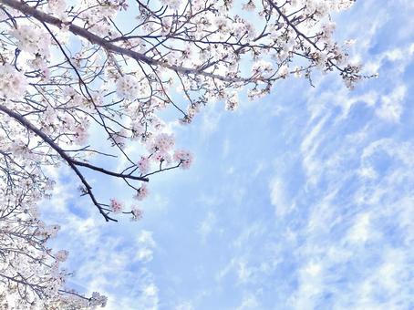 桜 桜,花,空の写真素材