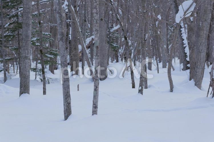 北海道 冬の原生林の雪景色 日本,北海道,江別の写真素材