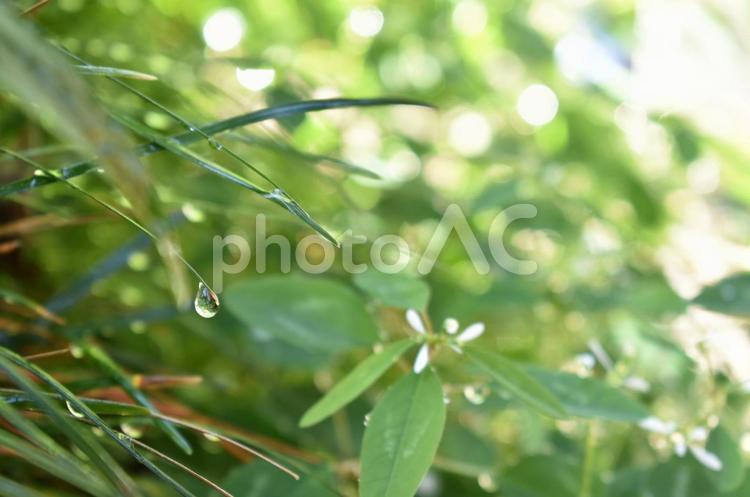 しずく 雫,庭,やわらかいの写真素材