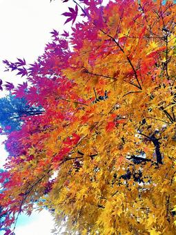 紅葉A 紅葉,秋,晩秋の写真素材