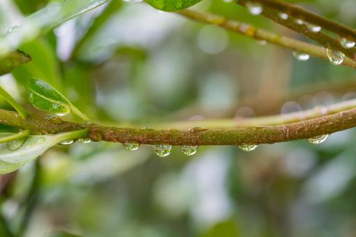 Rain-soaked leaves, JPG
