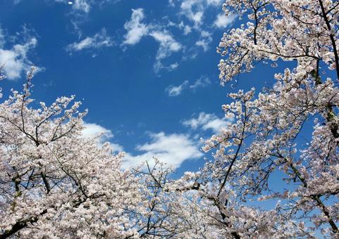 桜満開 桜満開の写真