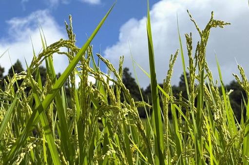Rice field close-up in late July, JPG Rice field close-up in late July, JPG