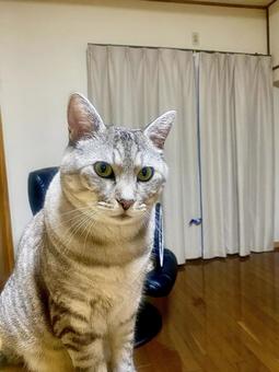 猫 キリッとおすましの子 猫 キリッとおすましの子の写真