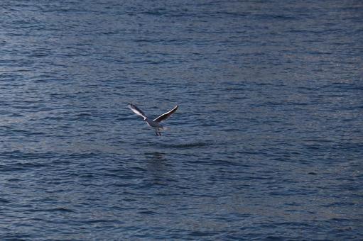青い海面ぎりぎりを飛ぶカモメのいる海 青い海面ぎりぎりを飛ぶカモメのいる海の写真