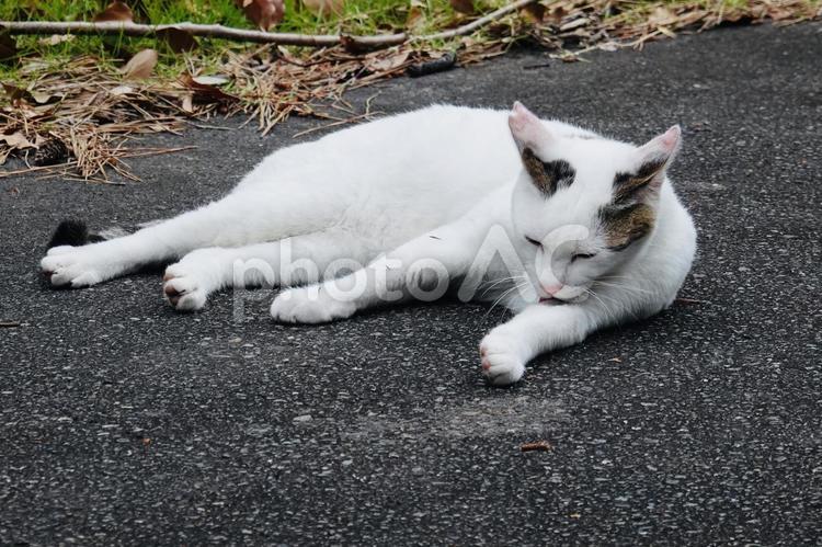 横座りで前足を舐めるシロキジ猫 猫,保護猫,地域猫の写真素材