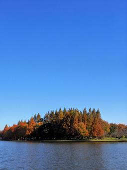 水元公園の紅葉・煉瓦色の木立＆池・葛飾区の写真