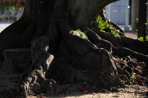 Tree roots, JPG