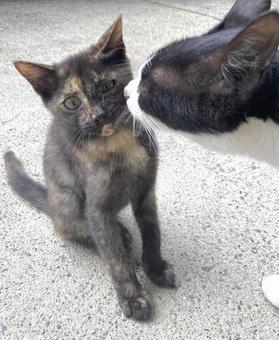 猫 猫 猫,ねこ,ギジトラの写真素材