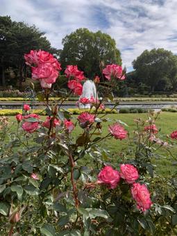 バラ 花 離宮公園 薔薇,園芸,ガーデニングの写真素材