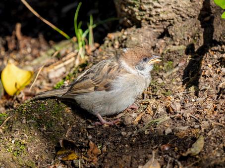 Young sparrow, JPG Young sparrow, JPG