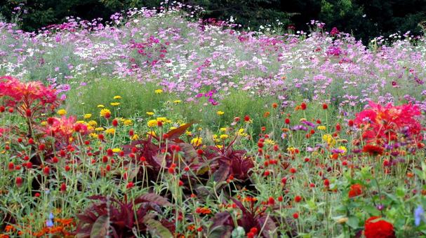 秋の花-335 秋の花-335の写真