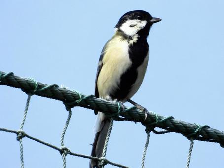 ネットにつかまるシジュウカラ ネットにつかまるシジュウカラの写真