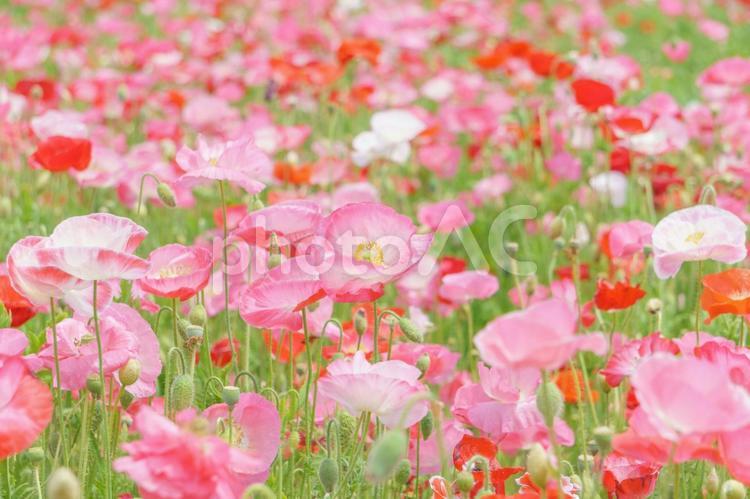 色とりどりのポピーの花畑 ポピー,花畑,花の写真素材