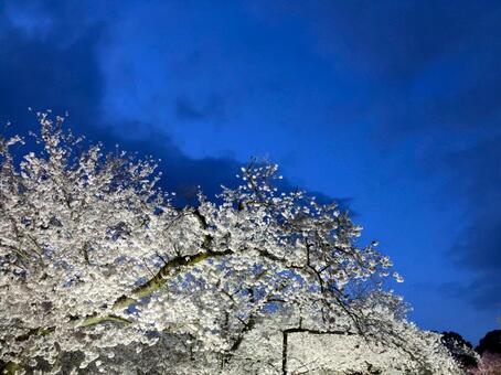 夜桜　ライトアップ 夜桜,夜,ライトアップの写真素材