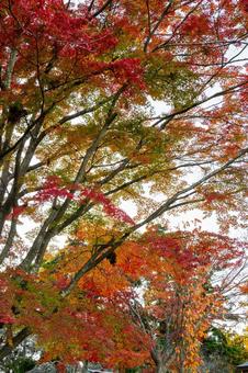 塩釜神社の秋景色⑵ 秋,紅葉,モミジの写真素材