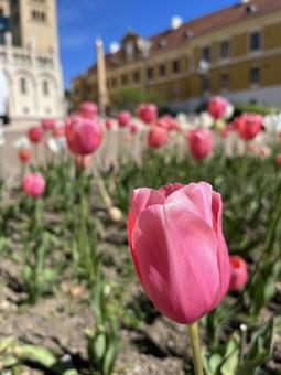 教会と花 春,チューリップ,ヨーロッパの写真素材