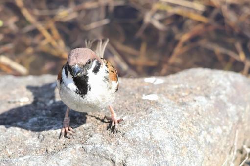 石の上で佇む冬から春のスズメ 日本の野鳥 石の上で佇む冬から春のスズメ 日本の野鳥 スズメ,雀,ちゅん活の写真素材