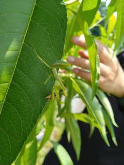 Mantis Prey, JPG Mantis Prey, JPG