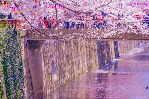 桜吹雪と目黒川 桜,吹雪,川の写真素材