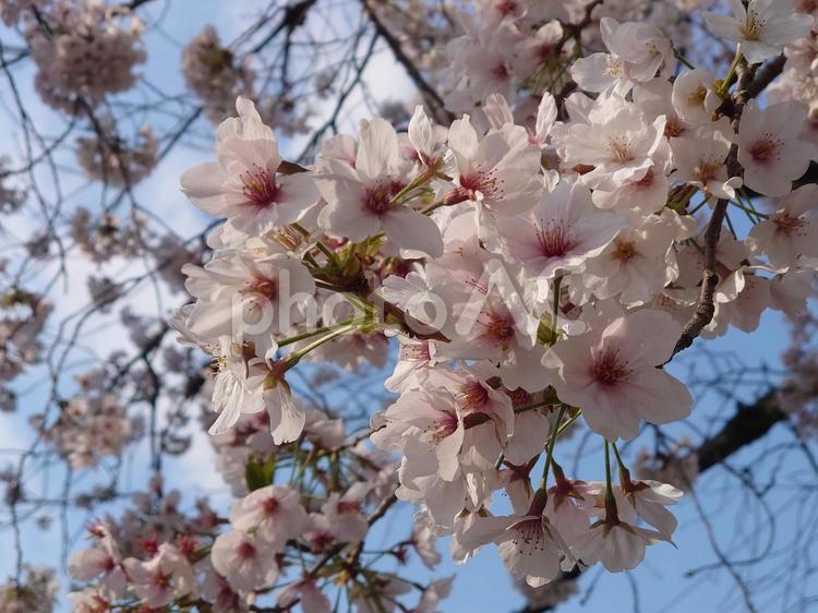 たわわに咲く桜の花 桜,春,青空の写真素材