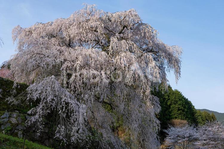早朝の青空と又兵衛桜 桜,又兵衛桜,春の写真素材