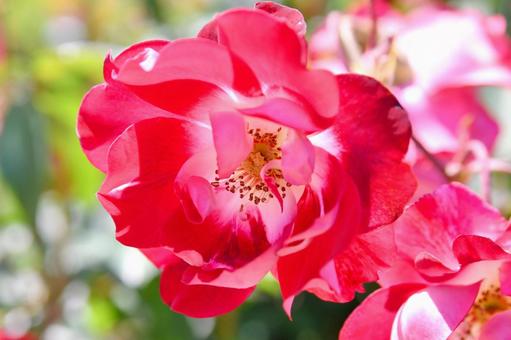 薔薇　いろは 薔薇,いろは,赤の写真素材