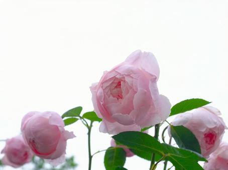 Pink Rose, JPG