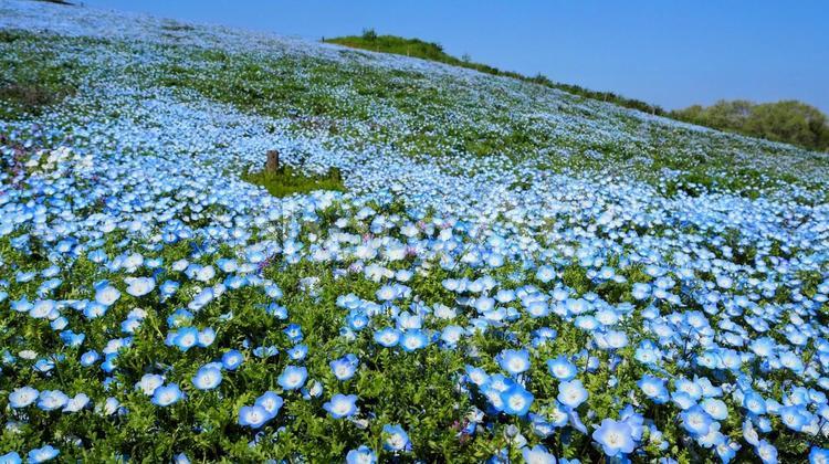 ひたち海浜公園・ネモフィラの丘（茨城県） 春,ネモフィラ,国営ひたち海浜公園の写真素材