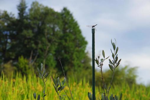 トンボの来る季節 トンボ,蜻蛉,稲の写真素材