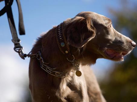 ワイマラナーのポートレート 犬,ワイマラナー,大型犬の写真素材