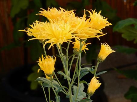 【風景写真】福山菊花展覧会の風景 キク,菊,菊花展の写真素材
