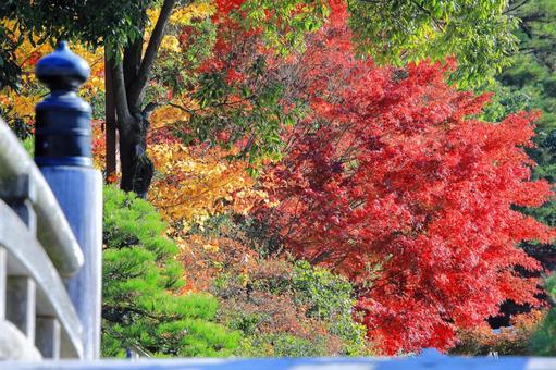 三景園で秋を満喫-9 三景園で秋を満喫-9の写真