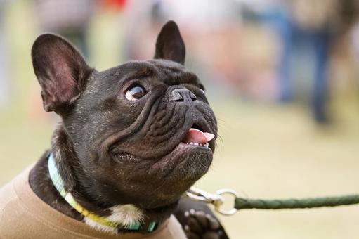 フレンチブルドッグのポートレート 犬,フレンチブルドッグ,いぬの写真素材