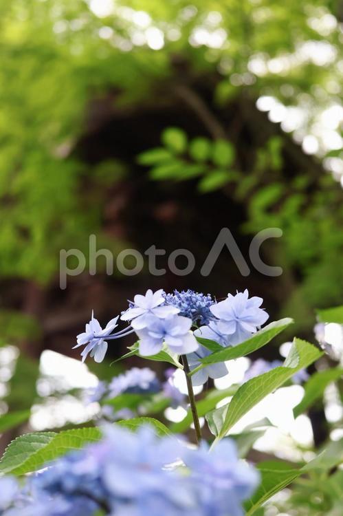 お寺の鐘を背景にした青い紫陽花 紫陽花,寺,鐘の写真素材