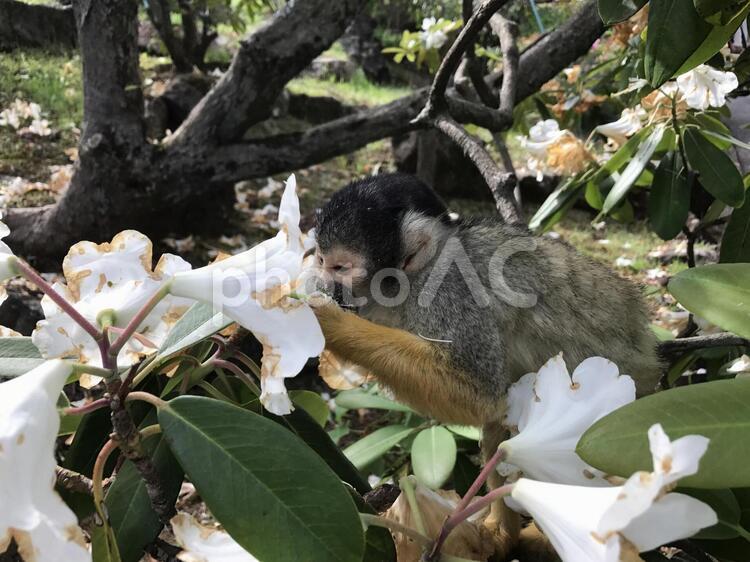 さるとはな 花,猿,自然の写真素材