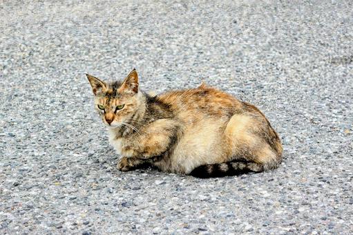 猫 猫の写真