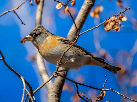 枝にとまるアトリ アトリ,獦子鳥,花鶏の写真素材